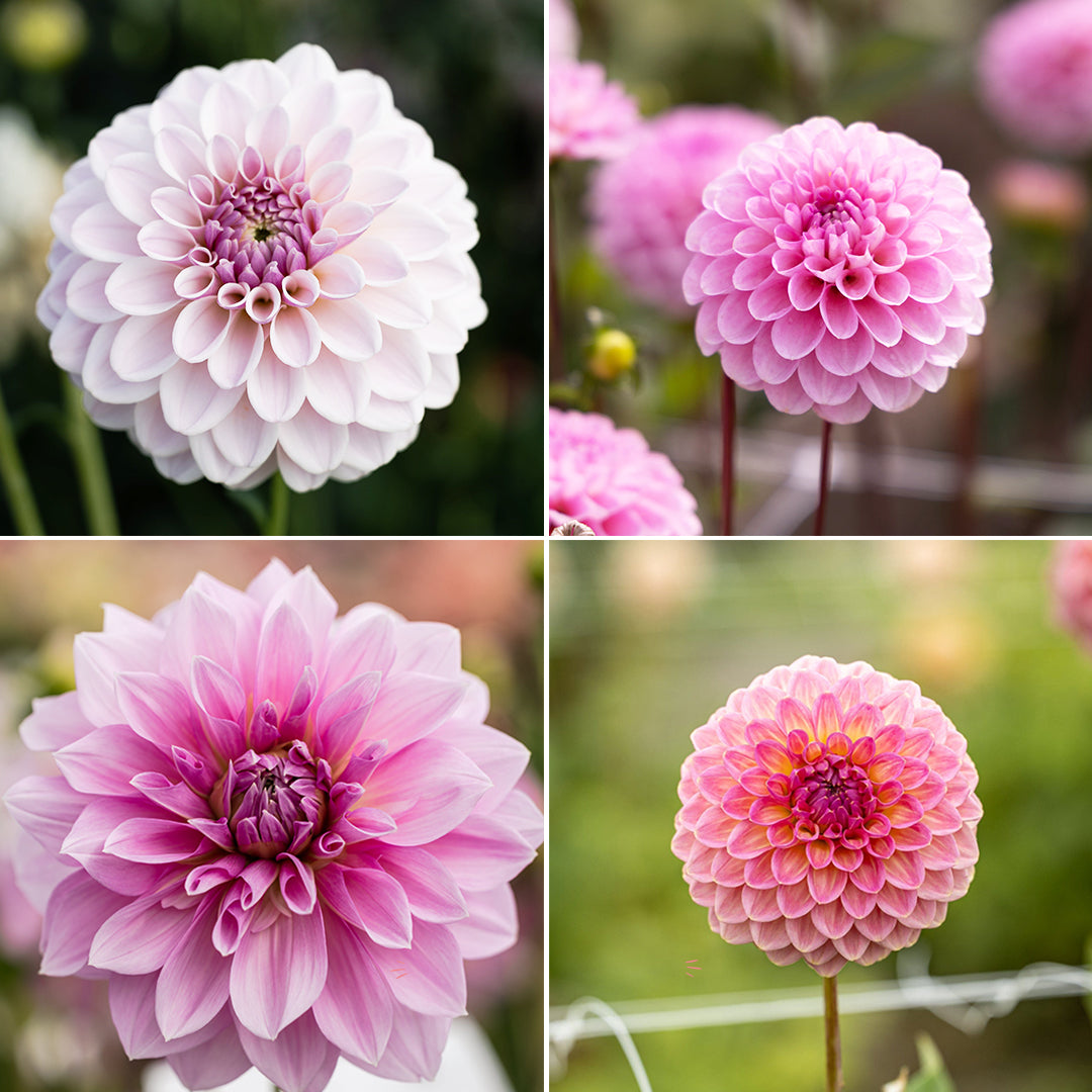 Dahlia erbjudande 1 - Pink
